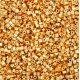 Size 8/0 Miyuki Cut Seed Beads, 24Kt Gold Plate, Colour 0191, Approx 5.2 Grams Size 8/0 Miyuki Cut Seed Beads, 24Kt Gold Plate, Colour 0191, Approx 5.2 Grams