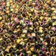 DB0023 Metallic Light Bronze Iris, Size 11/0 Miyuki Delica Beads, 5.2g approx.